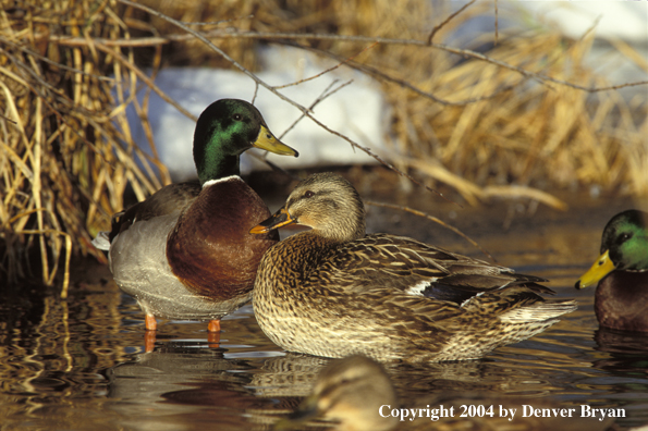 Mallard drakes and hen in water