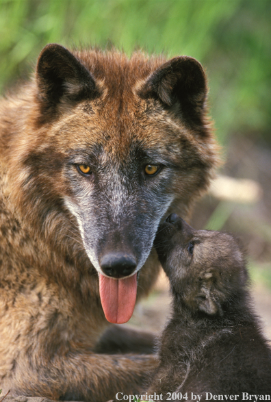 Gray wolf with pup.