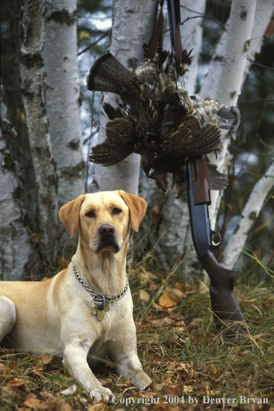 Yellow Labrador Retriever with shotgun and ruffed grouse