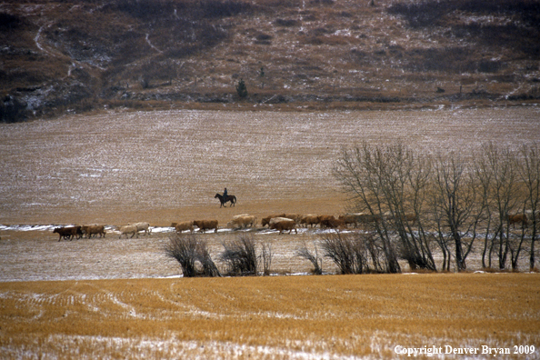 Cowboy driving cattle in snow