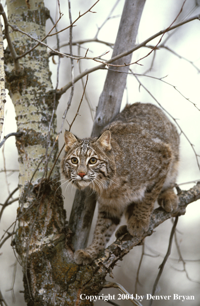 Bobcat in habitat.