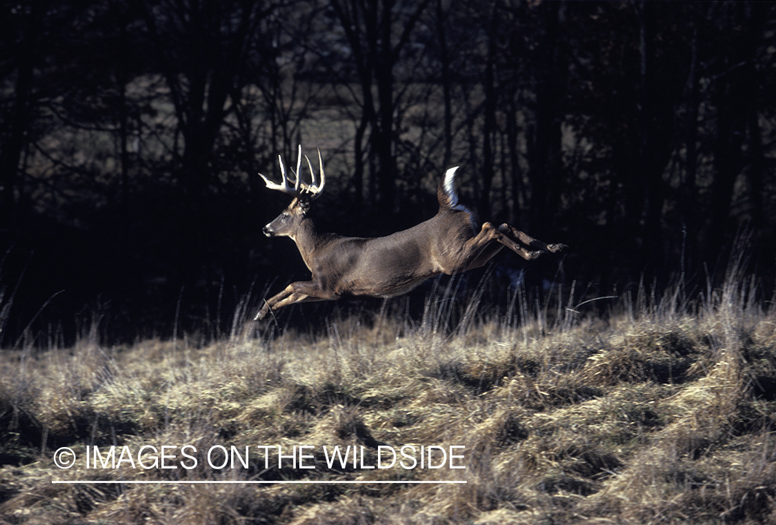 Whitetail deer running/jumping.