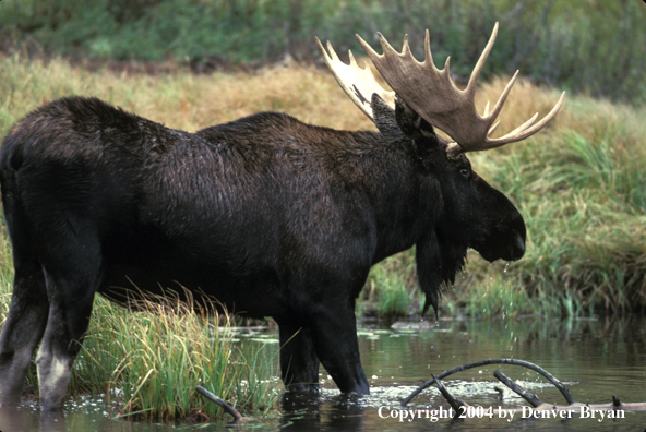 Bull moose in habitat.