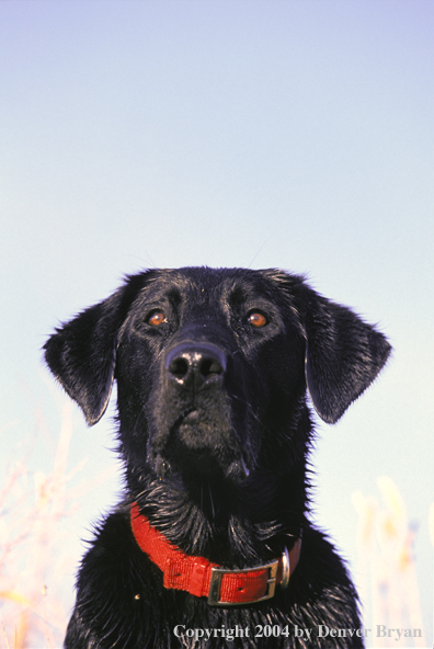 Black Labrador Retriever 