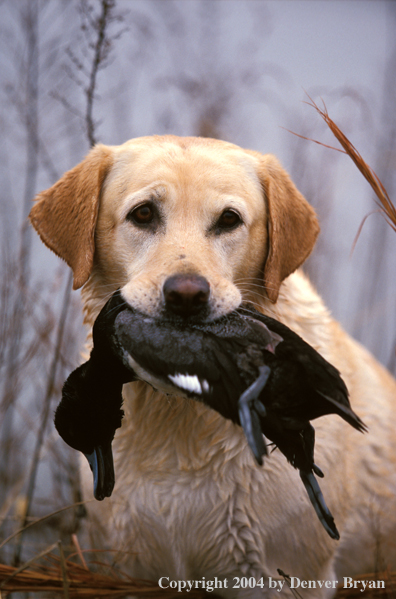 Yellow Labrador Retriever with scaup