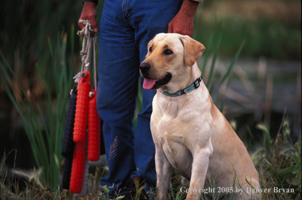 Trainer with yellow Labrador Retriever.