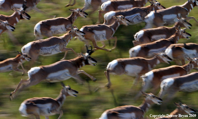 Pronghorned Antelope running in habitat