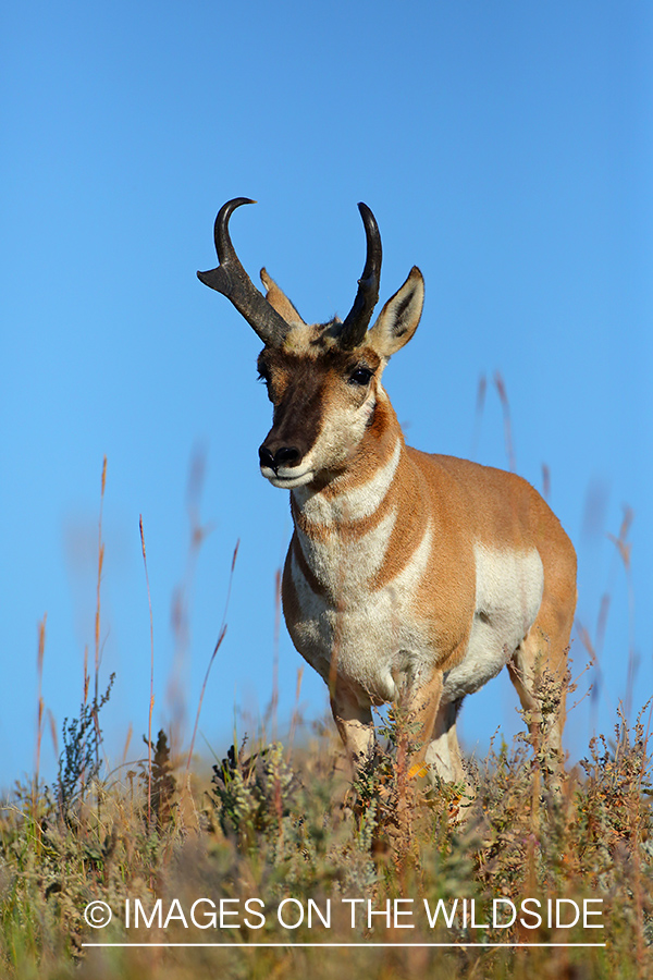 Pronghorn Antelope buck in habitat.