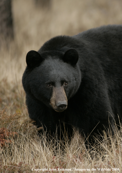 Black Bear in habitat