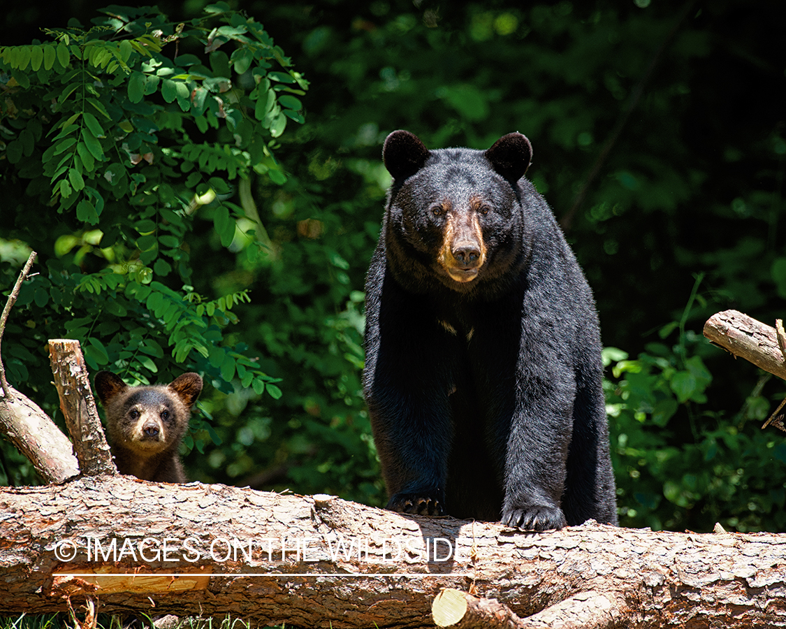 Black Bear with cub in habitat.