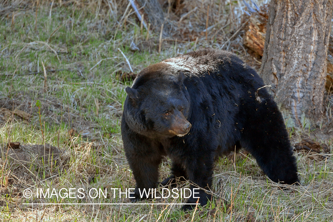 Black Bear in habitat.