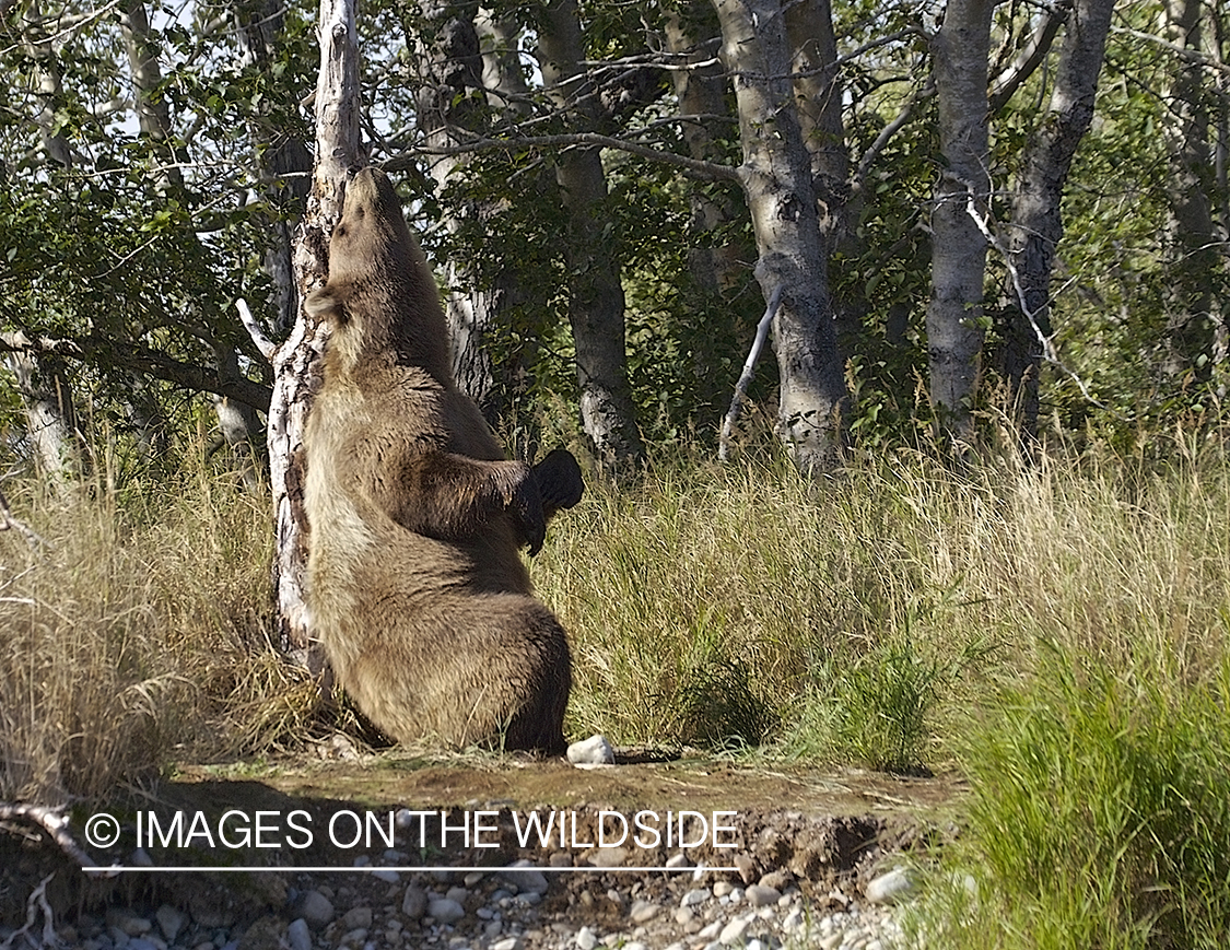 Brown Bear in habitat.