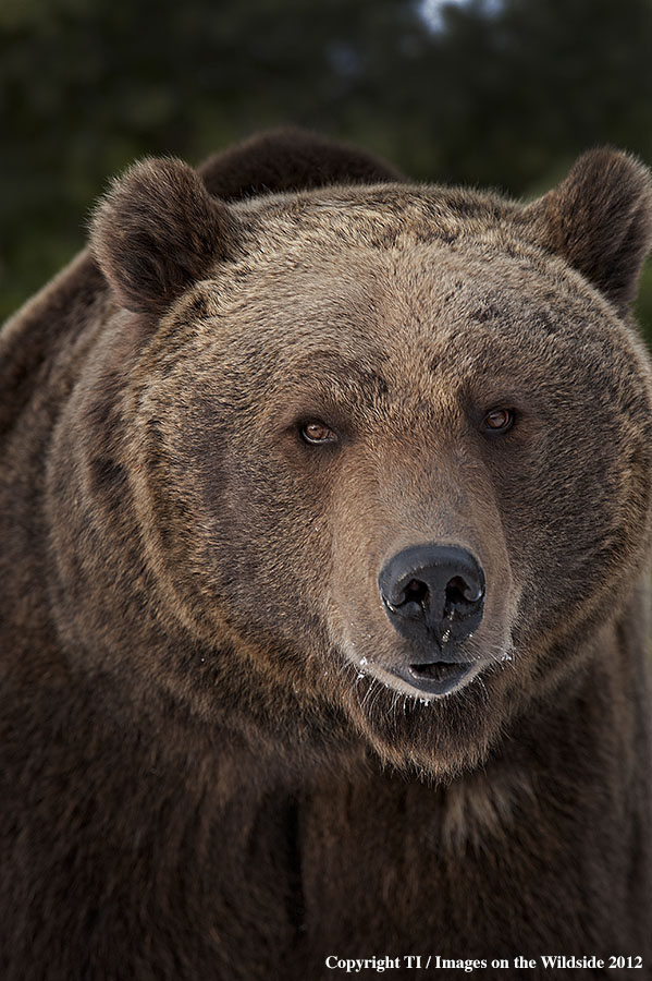 Grizzly Bear in habitat.