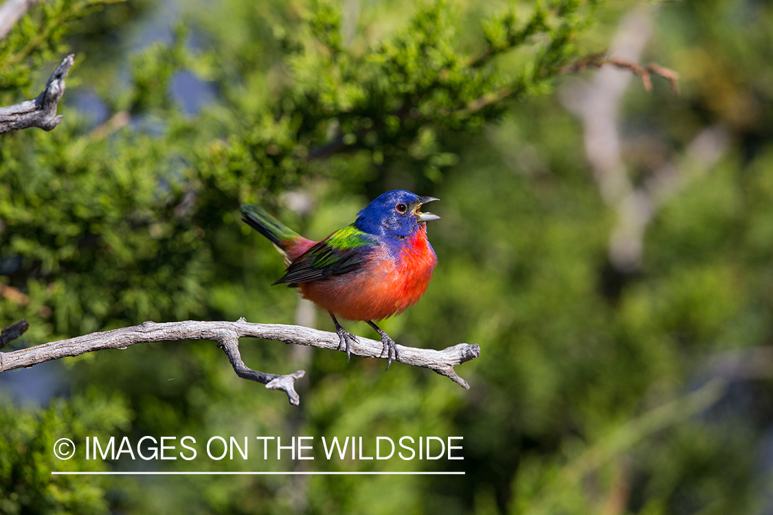 Painted bunting in habitat. 