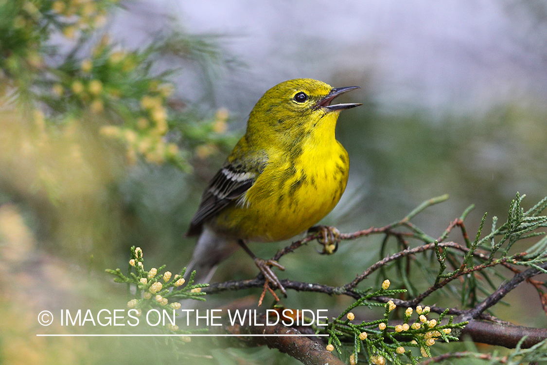 Pine warbler in habitat.