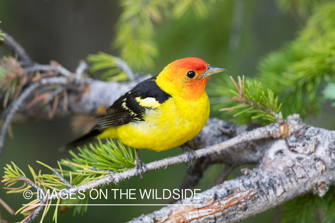 Western Tanager on branch.