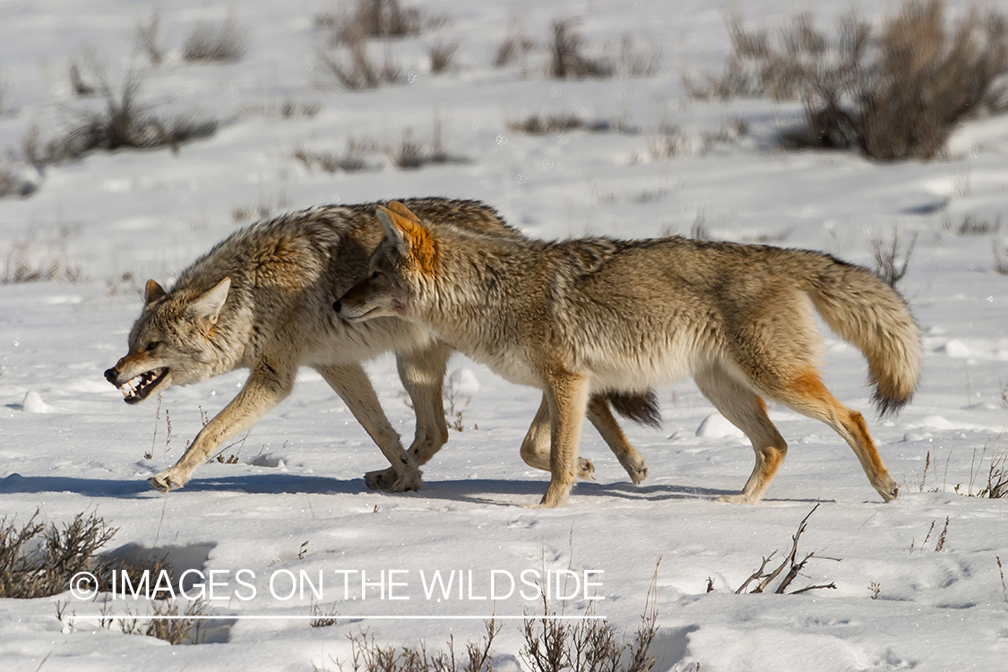 Coyote pack in snowy field.