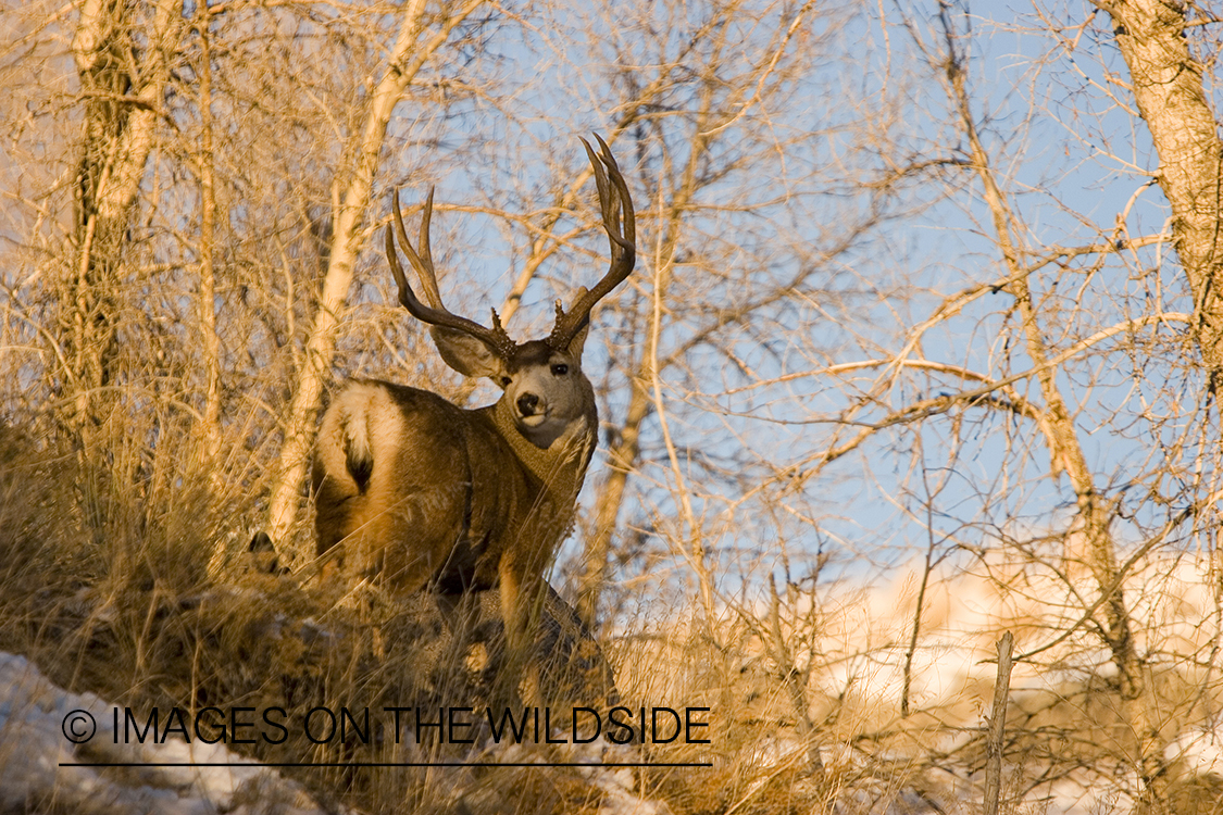 Mule deer in habitat.