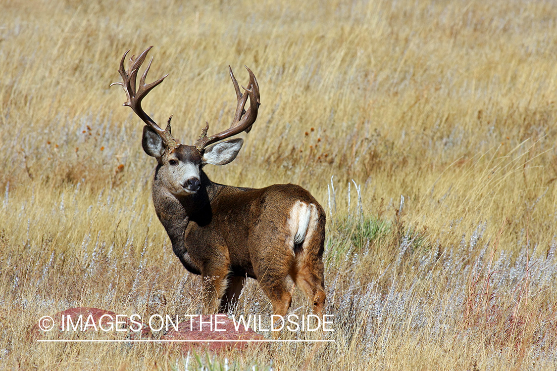 Mule deer buck in habitat. 