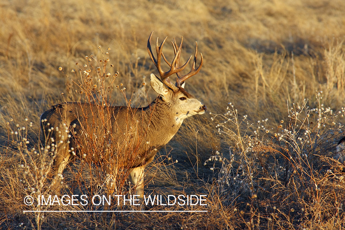 Mule deer buck in habitat. 