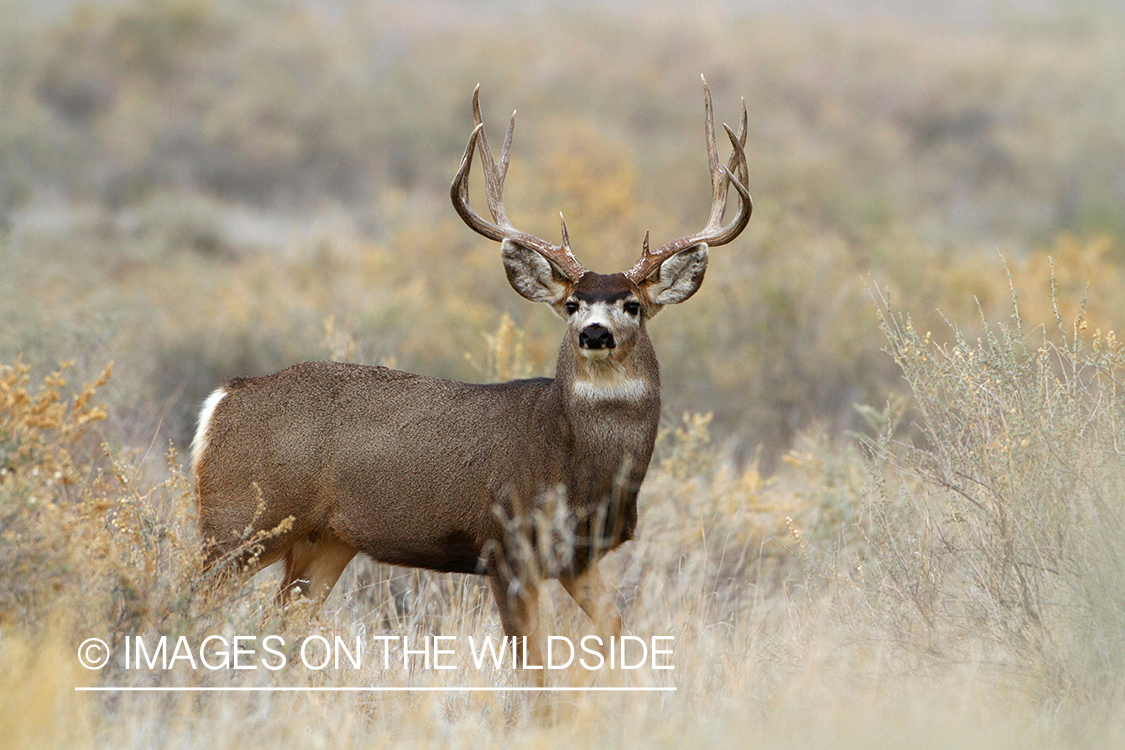 Mule Deer buck in habitat.