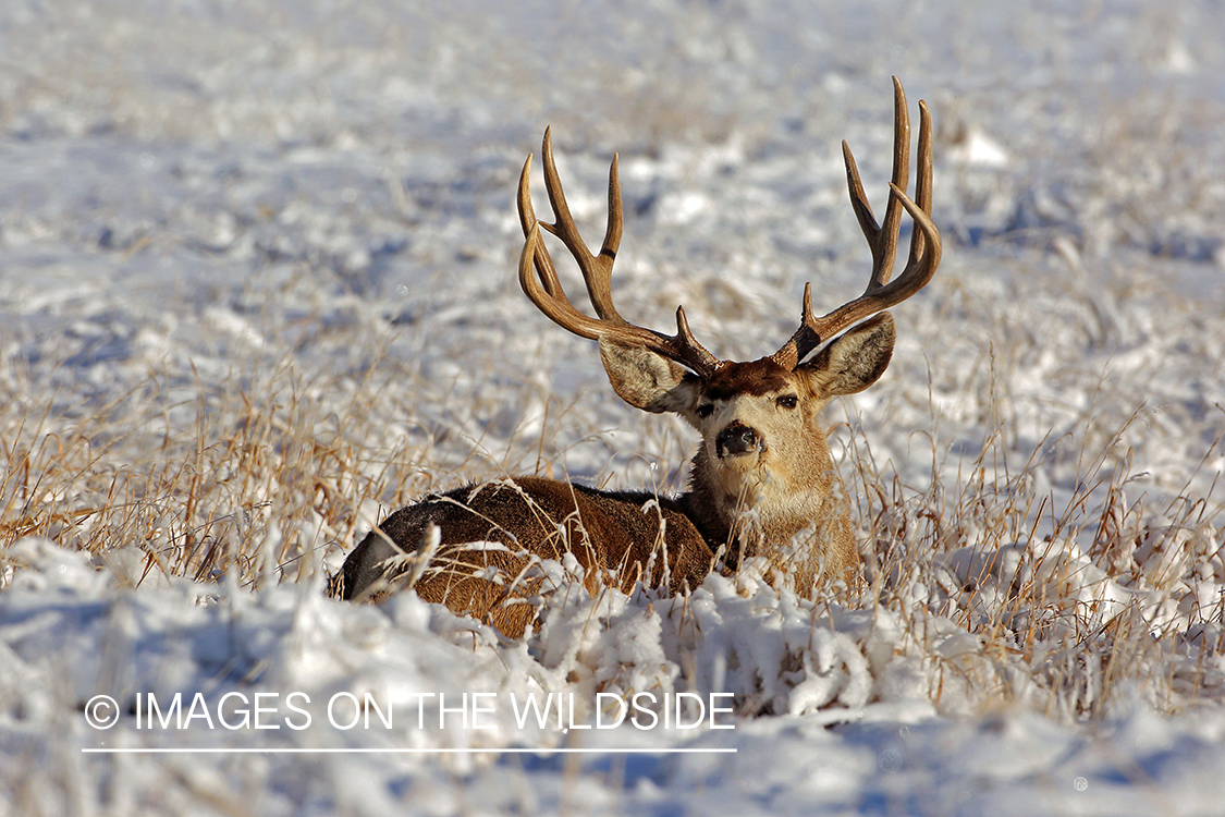 Mule deer buck in snow.