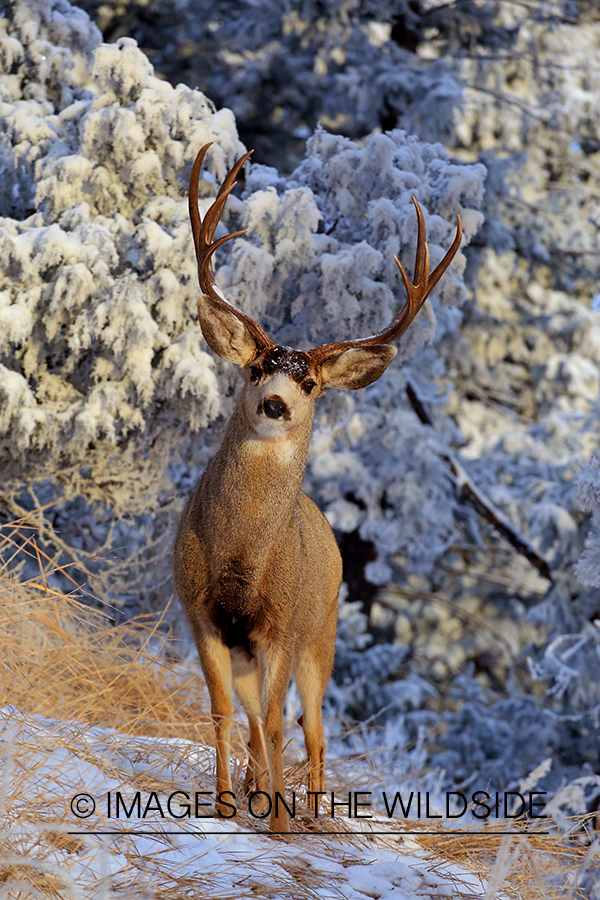 Mule deer in winter habitat.