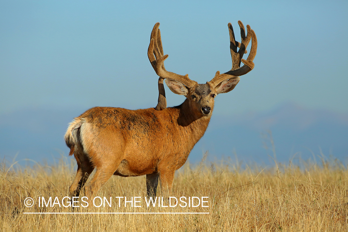 Mule deer buck in velvet.