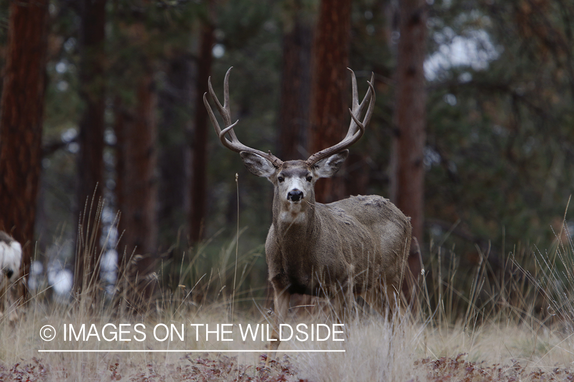 Mule deer buck in field.