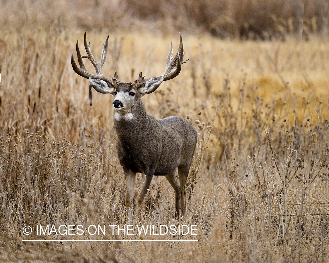 Mule deer buck in winter field.