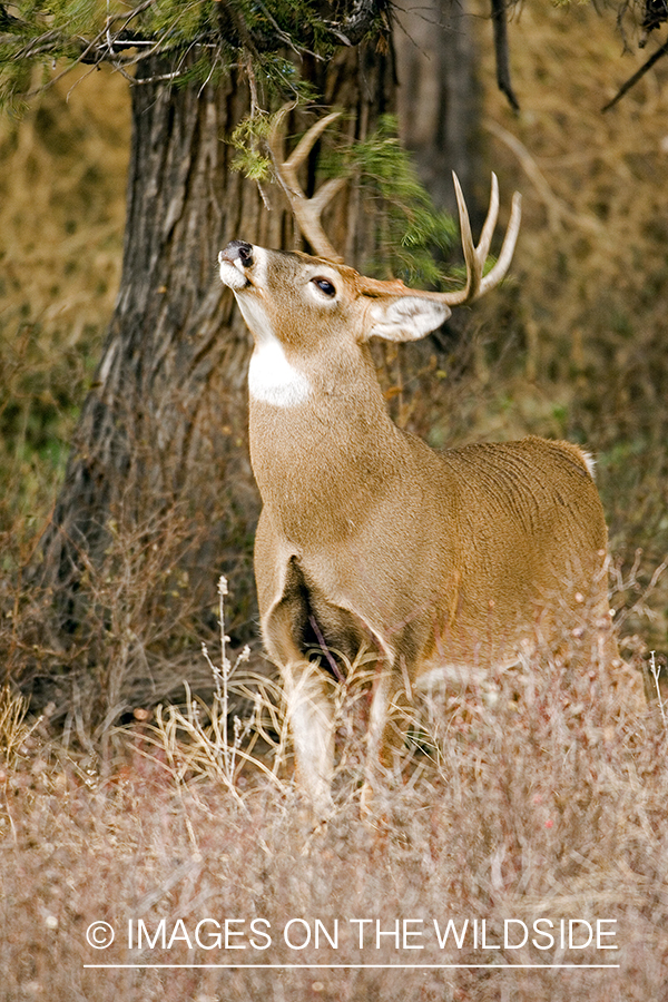 White-tailed buck.