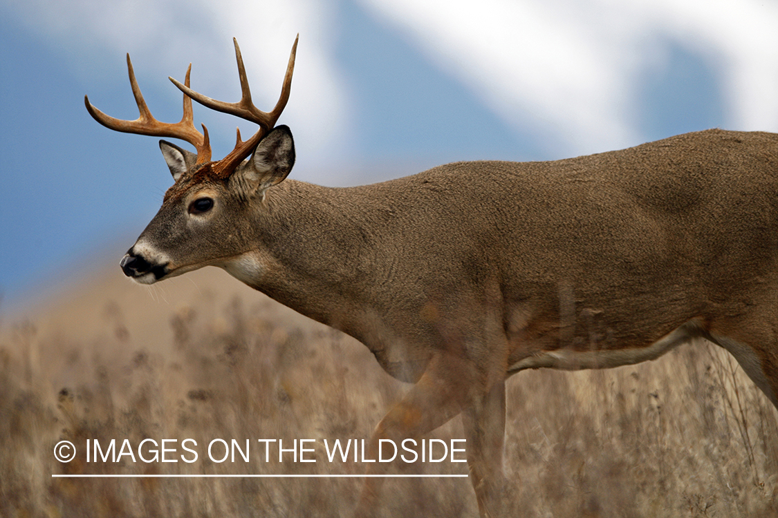 Whitetail Buck