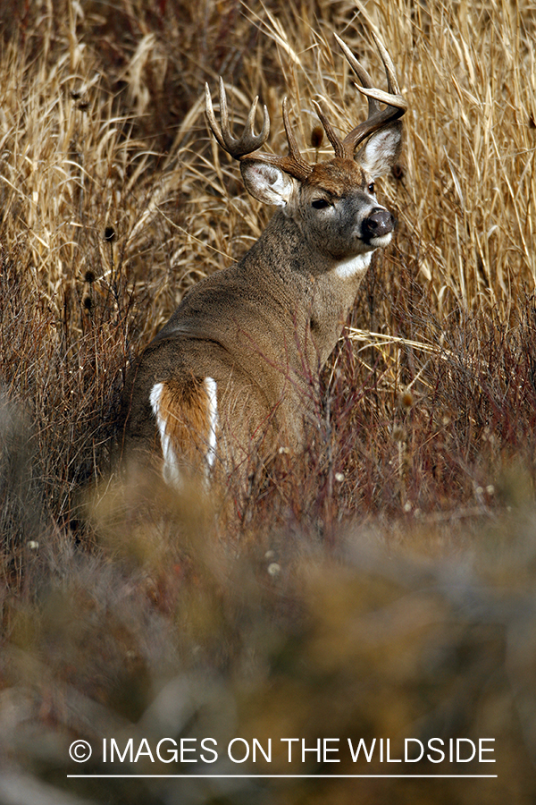 Whitetail Buck