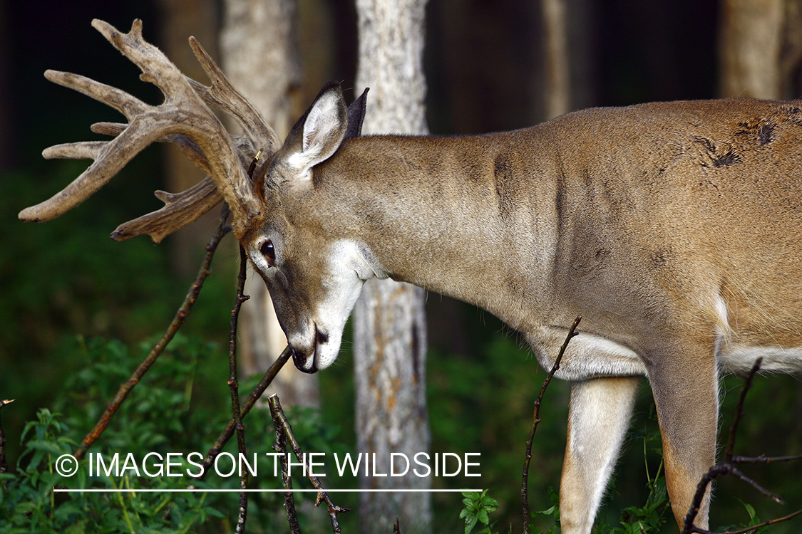 Whitetail buck in velvet