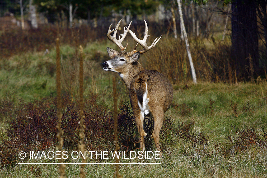 Whitetail buck in habitat