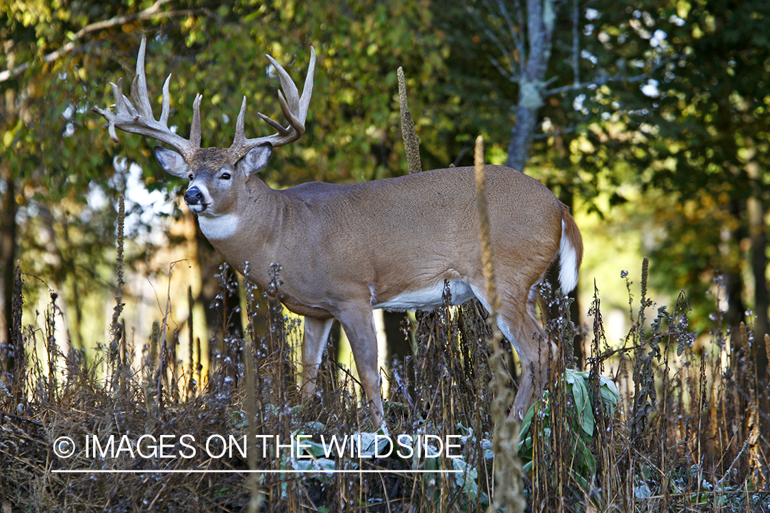 Whitetail buck in habitat