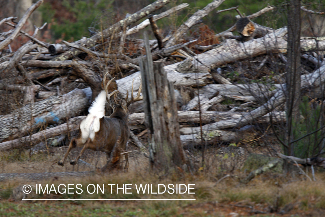 Whitetail buck running in habitat