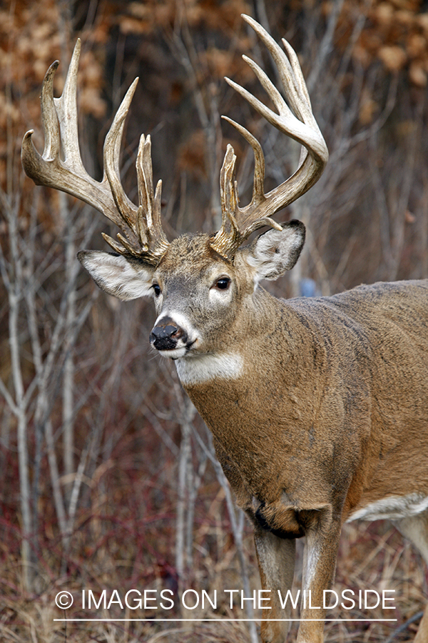 Whitetail buck in habitat.