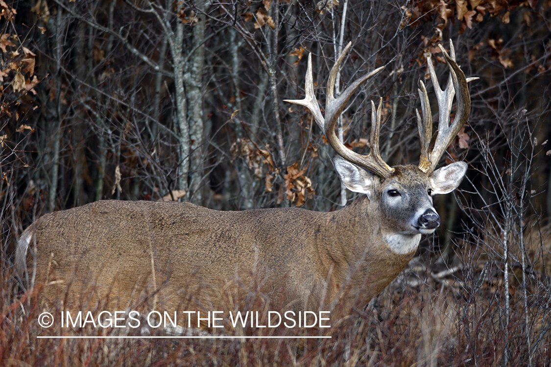 Whitetail buck in habitat.