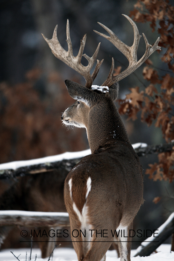 White-tailed buck in habitat.