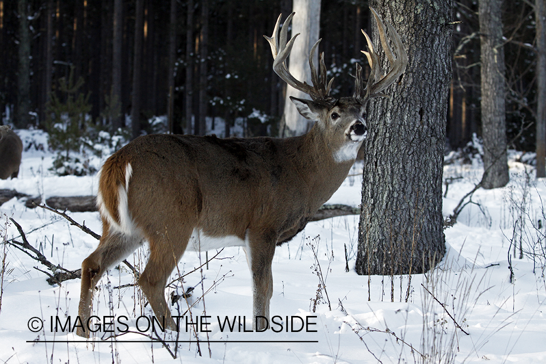 White-tailed buck in habitat.