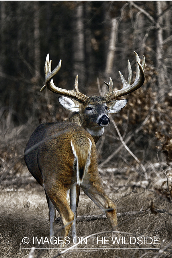 Whitetail buck in habitat. (Original image # 00271-041.08D)