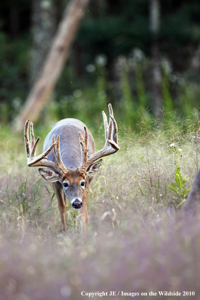 White-tailed buck in habitat in the velvet