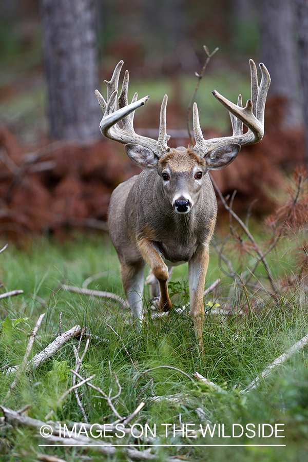 White-tailed buck in velvet 