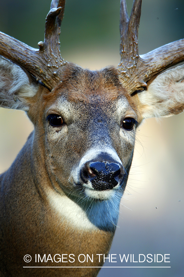 White-tailed buck in habitat. *