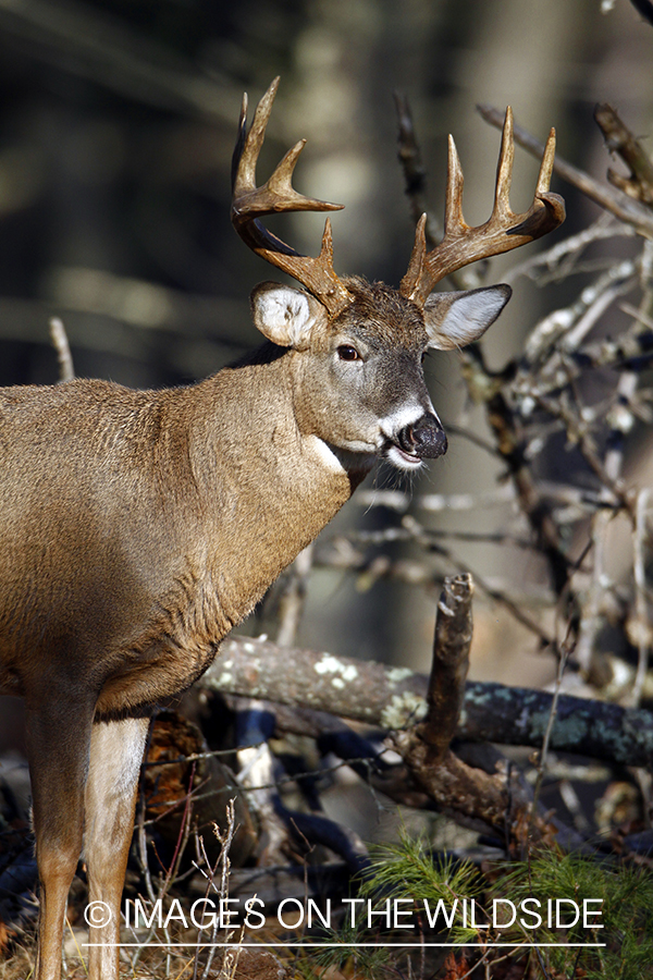 White-tailed buck in habitat. *