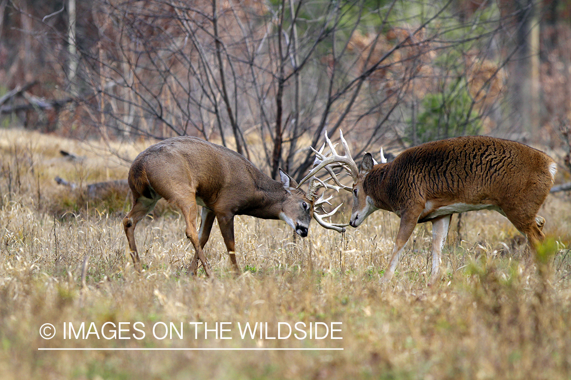 White-tailed bucks fighting in habitat. 8