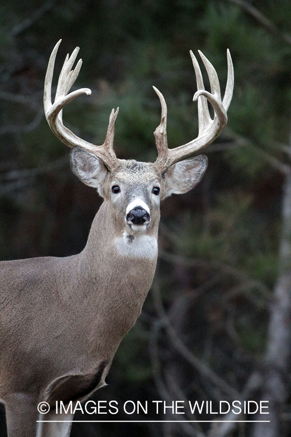 White-tailed buck in habitat. 