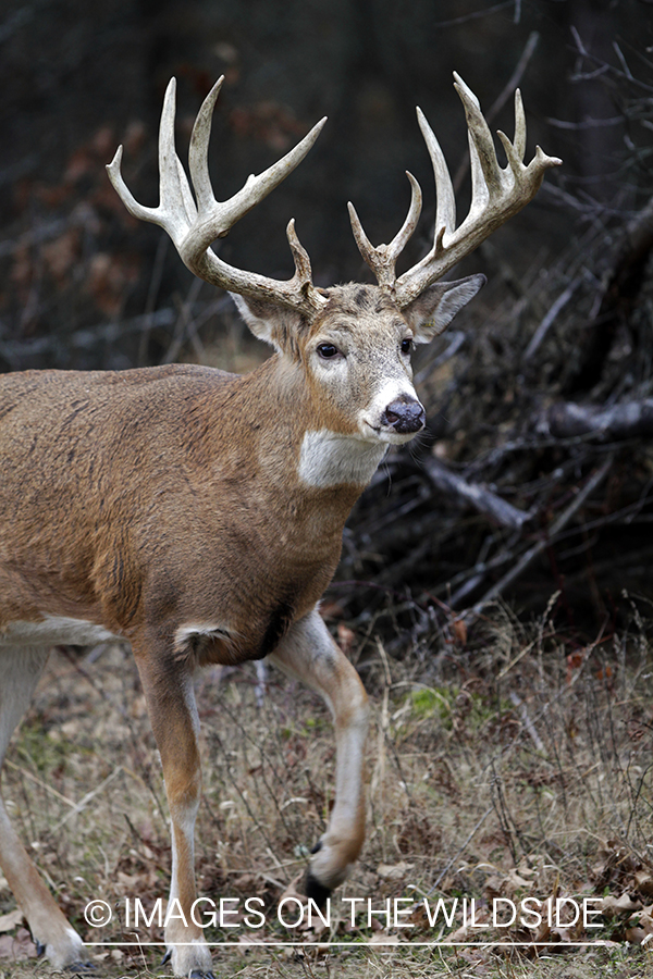 White-tailed buck in habitat. *