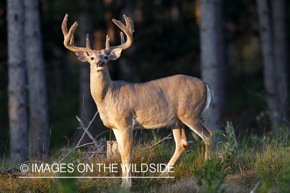 White-tailed buck in velvet.  